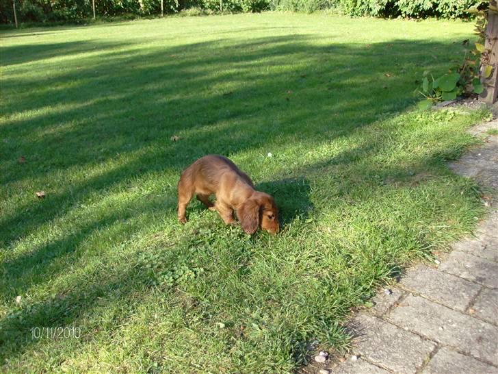 Gravhund Hylleholts Jannie - Luna billede 6