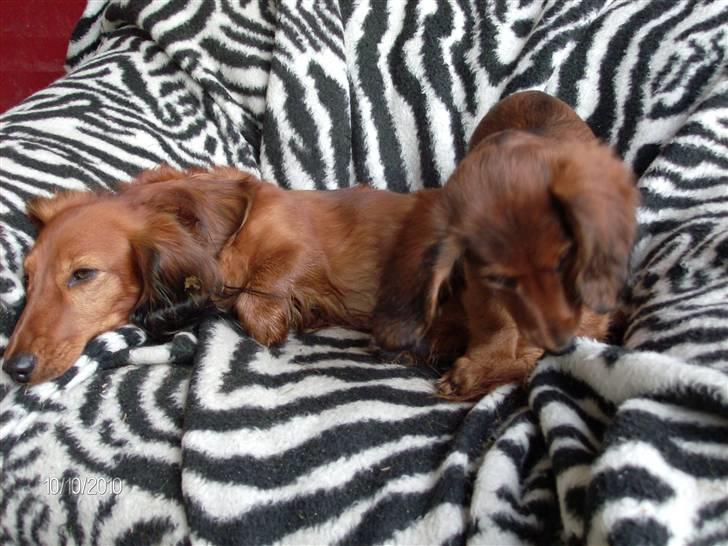 Gravhund Hylleholts Jannie - Luna billede 7