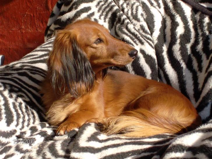 Gravhund Opalina's Alyssa Milano billede 8