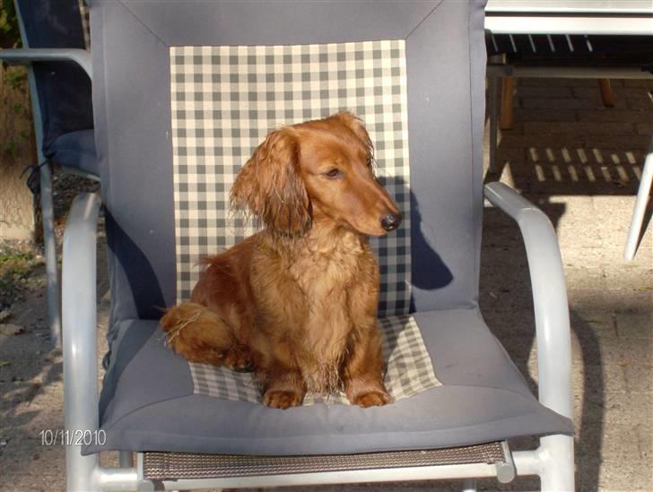 Dværggravhund Opalina's Miss Mille billede 11