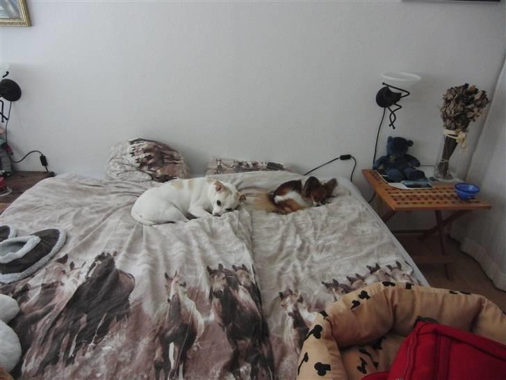 Dansk svensk gaardhund Trine AKA Fedesen billede 9