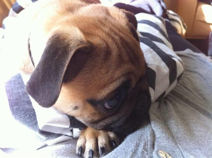 Blanding af racer (mops/griffon) Hugo billede 9