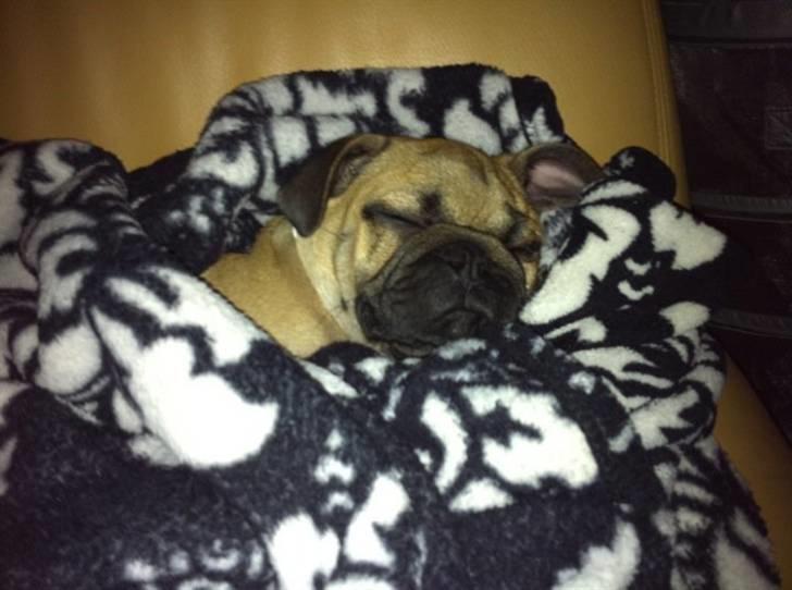 Blanding af racer (mops/griffon) Hugo billede 11