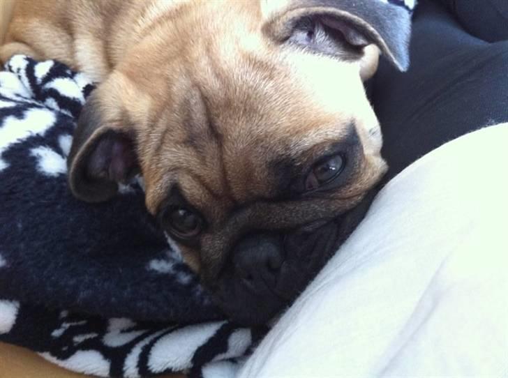 Blanding af racer (mops/griffon) Hugo billede 12