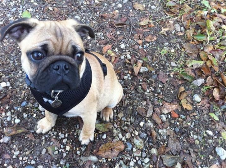 Blanding af racer (mops/griffon) Hugo billede 13