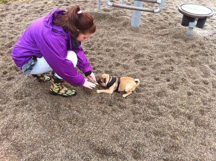 Blanding af racer (mops/griffon) Hugo billede 15