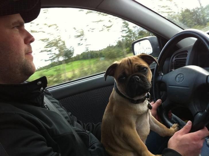 Blanding af racer (mops/griffon) Hugo billede 16