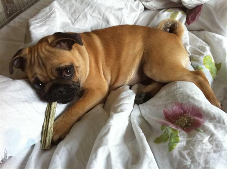 Blanding af racer (mops/griffon) Hugo billede 17