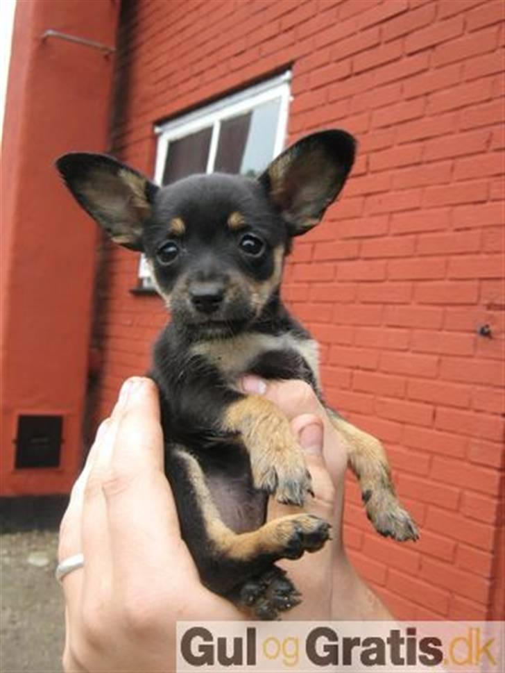 Blanding af racer chanel -  dette billede var i salgsanoncen - og det kunne mor ikk stå for ;-) billede 3