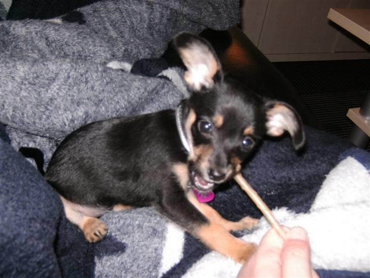 Blanding af racer chanel - mine bisser klør, men så er det godt med en tyggepind ;-) billede 5