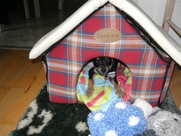 Blanding af racer chanel - mit nye hus - det er godt nok til katte, men jeg elsker det... billede 6