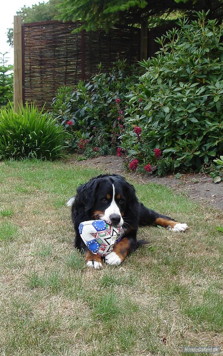 Berner sennenhund Shila billede 6