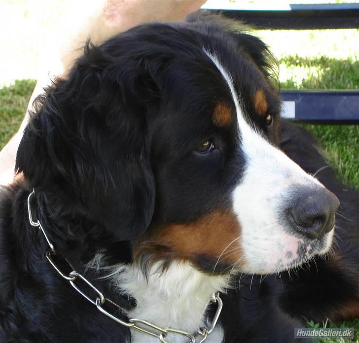 Berner sennenhund Shila billede 7