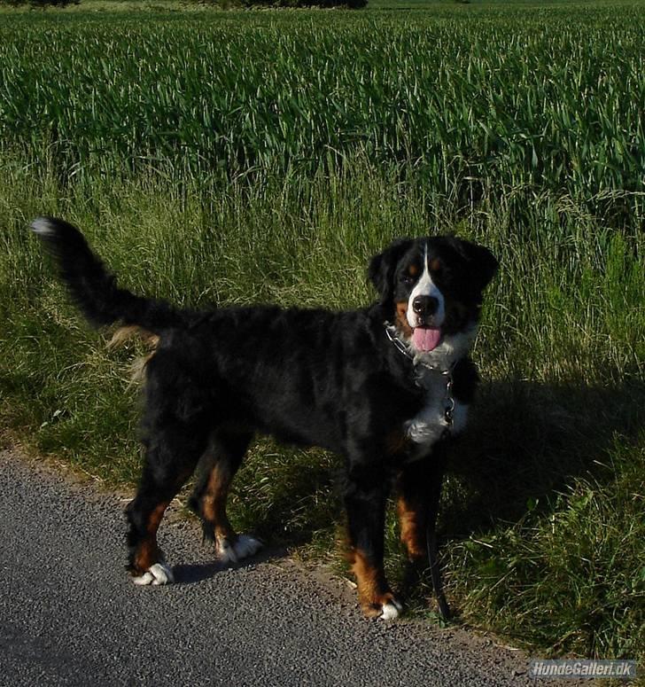 Berner sennenhund Shila - En rigtig ranglet teenager ;-) billede 9