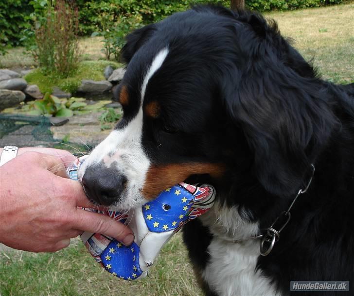 Berner sennenhund Shila billede 10
