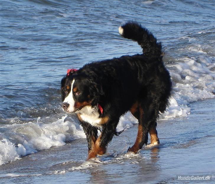 Berner sennenhund Shila billede 11