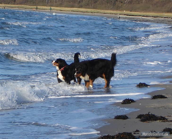 Berner sennenhund Shila billede 12