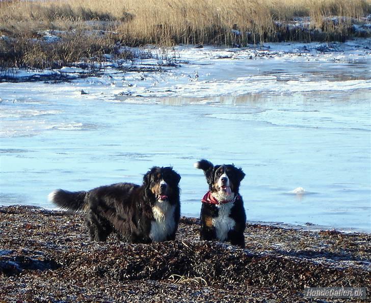 Berner sennenhund Shila - Kalder du på os??? billede 13