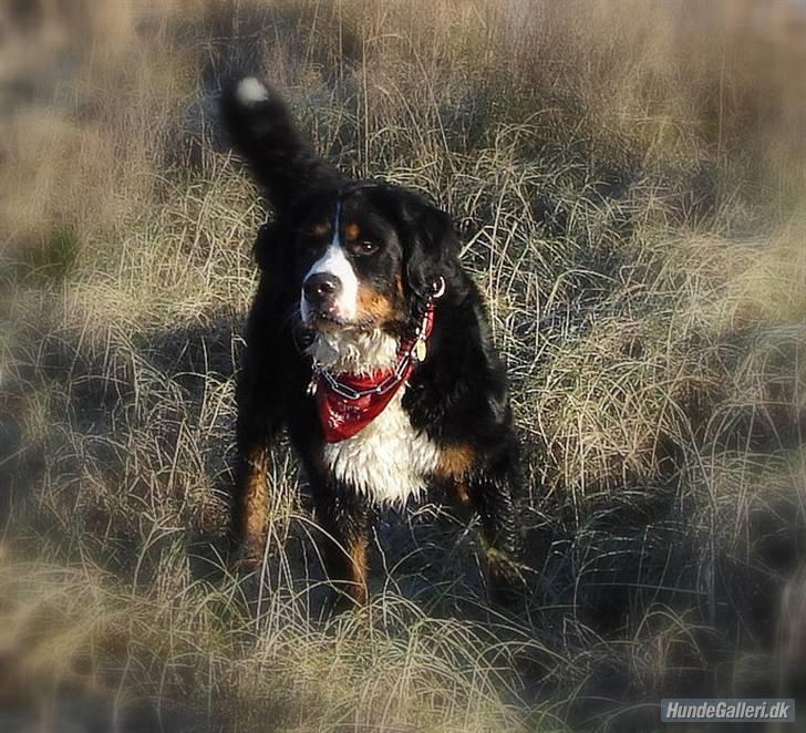 Berner sennenhund Shila billede 14