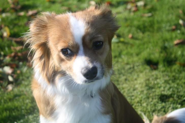 Blanding af racer Mille billede 1