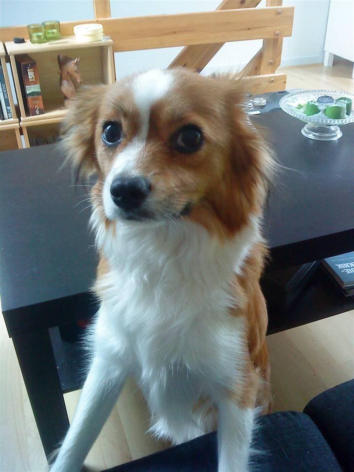 Blanding af racer Mille billede 2