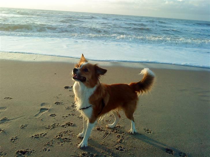 Blanding af racer Mille billede 3