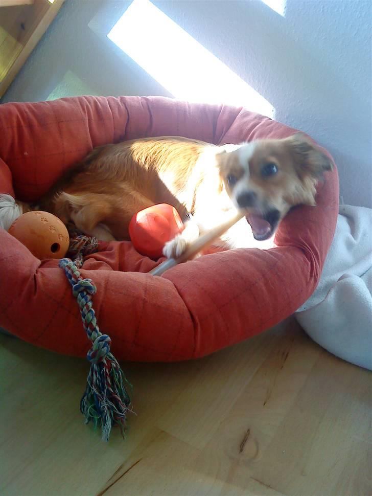 Blanding af racer Mille billede 4