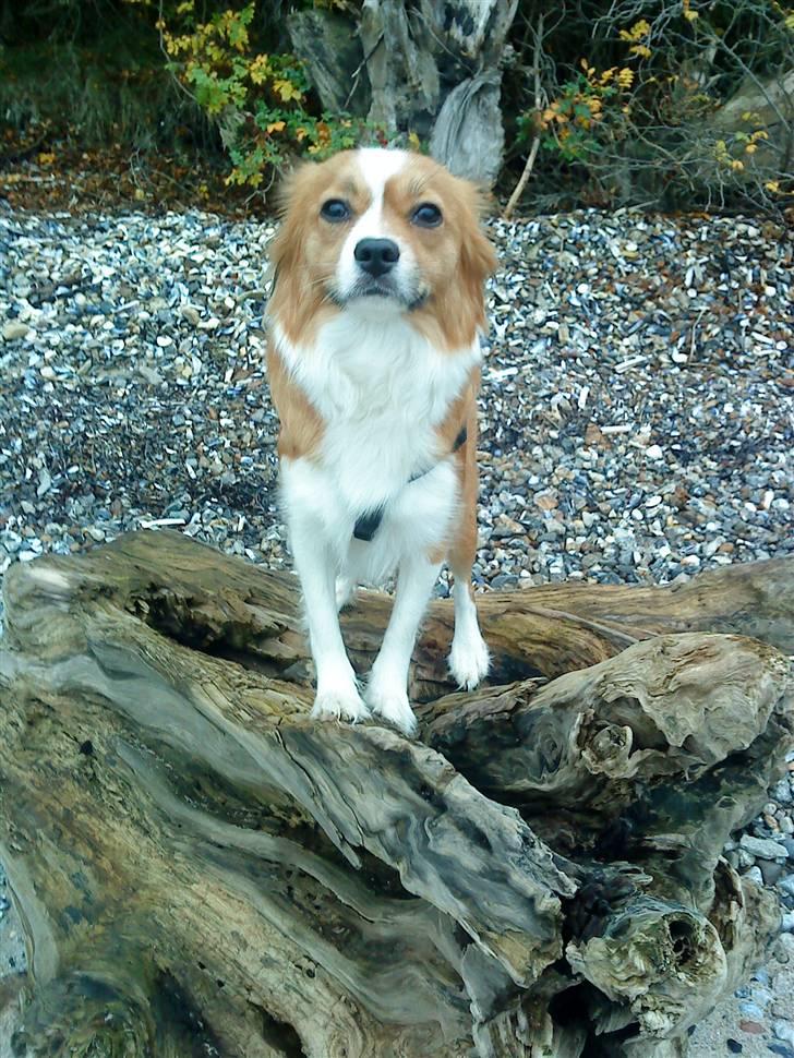 Blanding af racer Mille billede 5