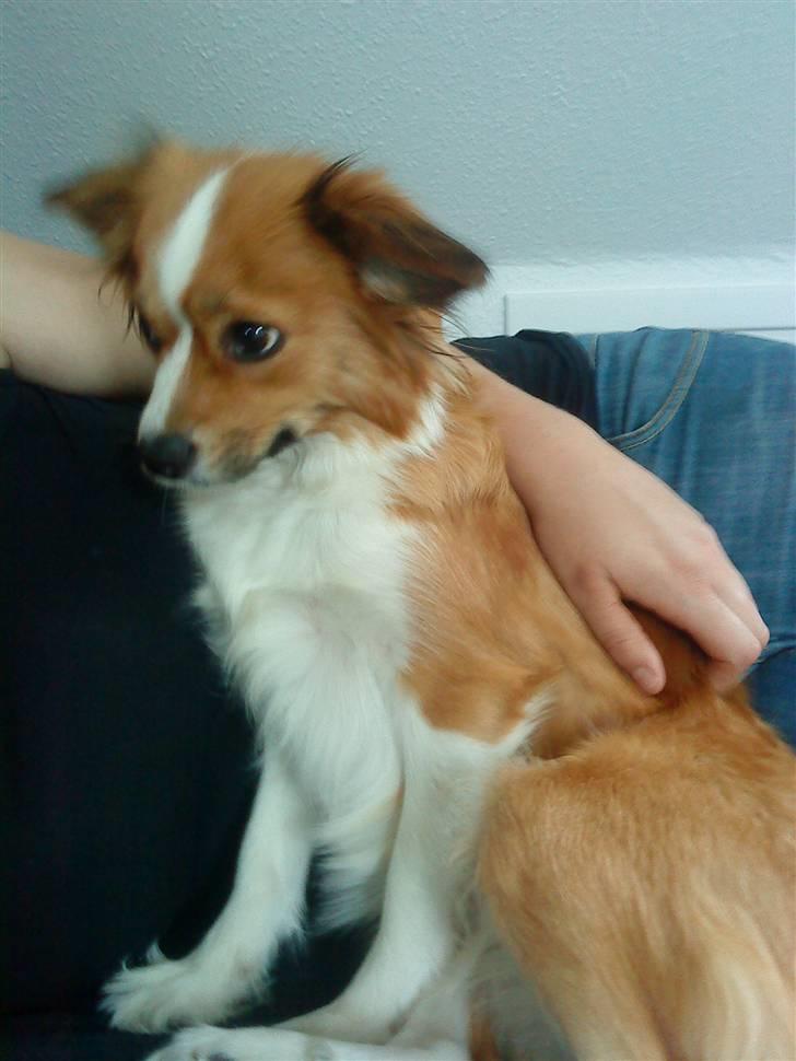 Blanding af racer Mille billede 6