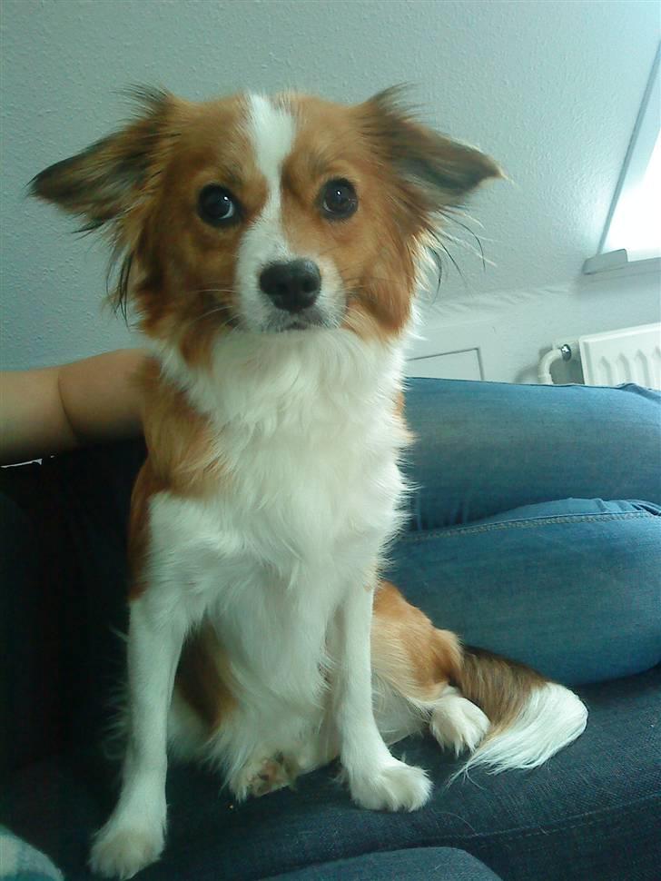 Blanding af racer Mille billede 8