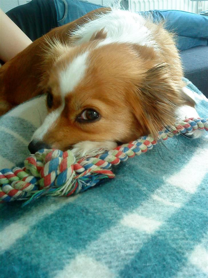 Blanding af racer Mille billede 9