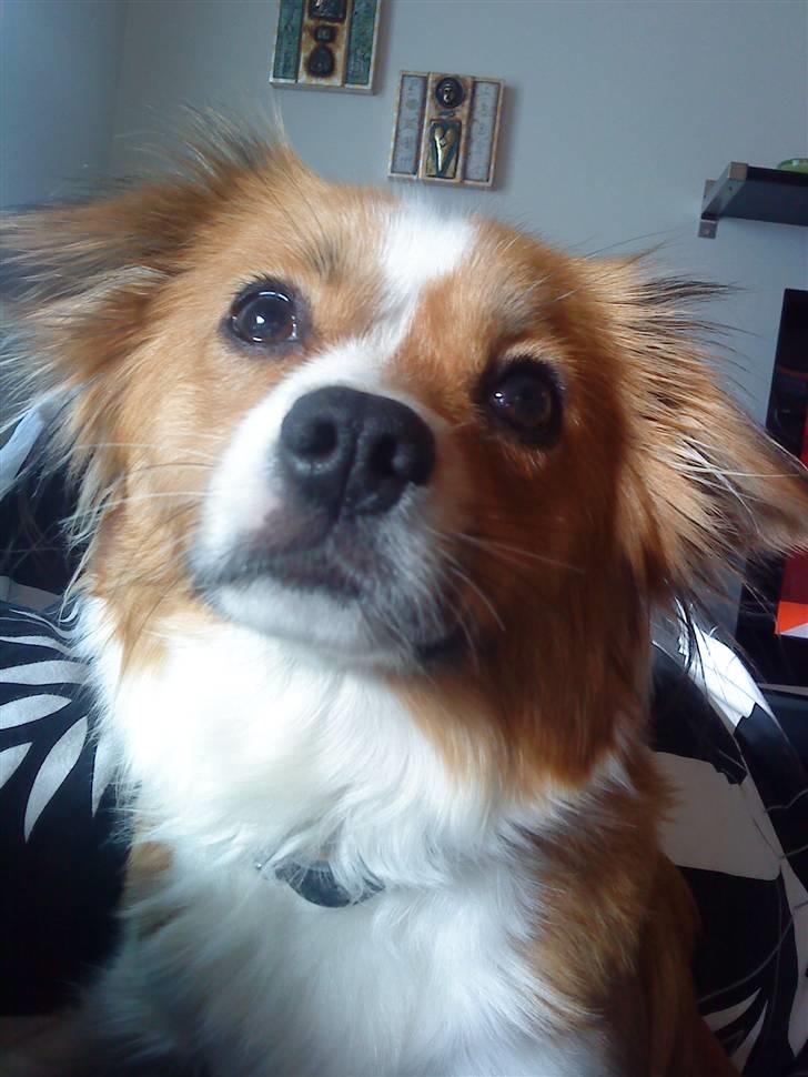 Blanding af racer Mille billede 10