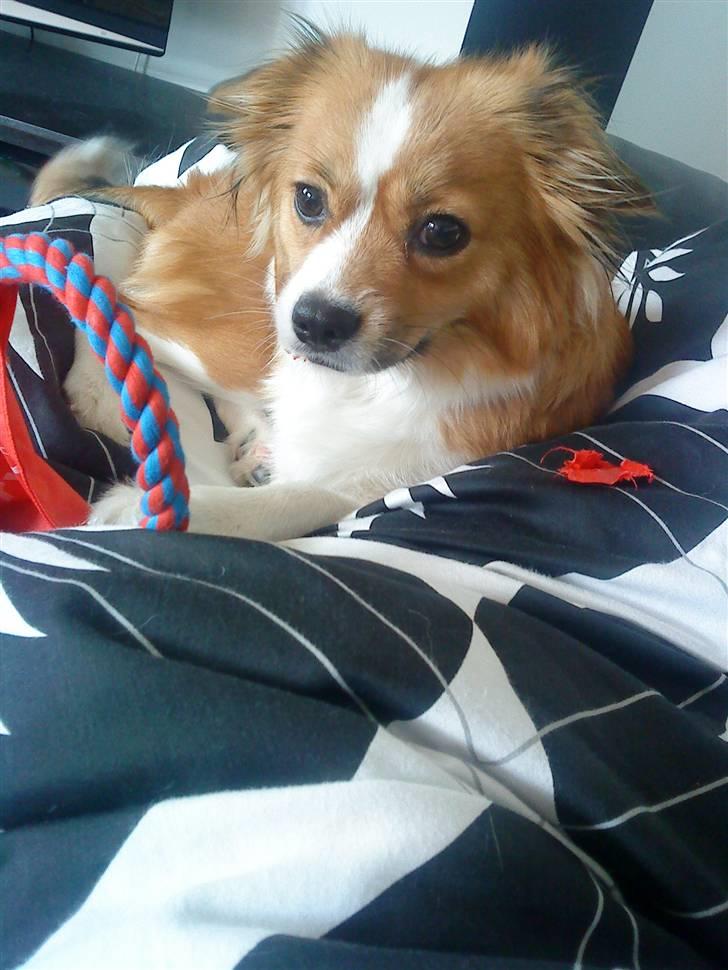 Blanding af racer Mille billede 11