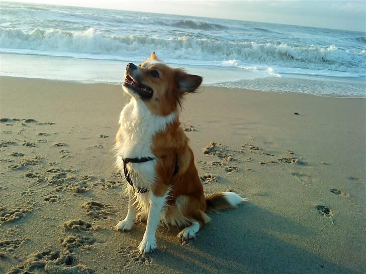 Blanding af racer Mille billede 12