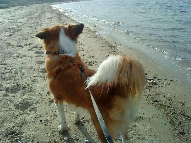 Blanding af racer Mille billede 13