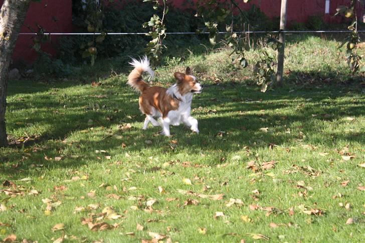 Blanding af racer Mille billede 14