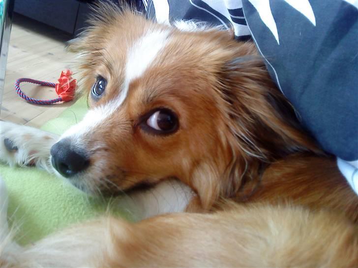 Blanding af racer Mille billede 15