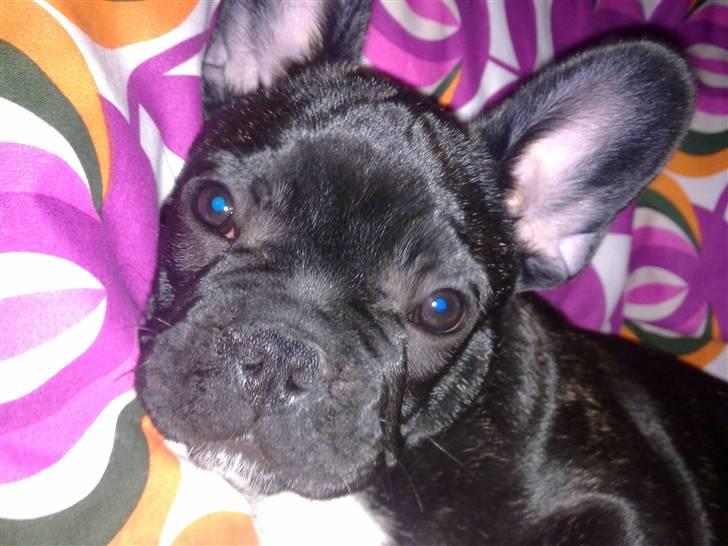 Fransk bulldog Geluna Von Hempel Klinton - Er jeg ikke smuk ? :) billede 2
