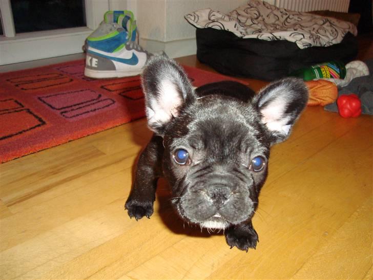 Fransk bulldog Geluna Von Hempel Klinton - HOV er du ikke færdig endnu? billede 3