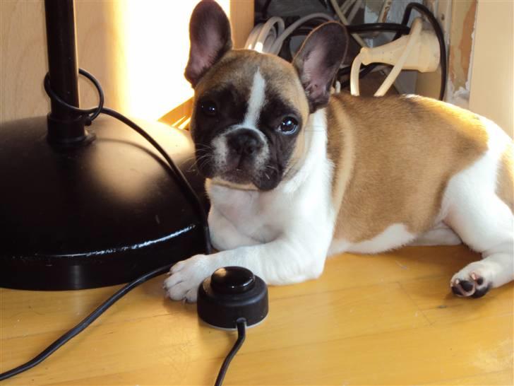 Fransk bulldog Trunte billede 1