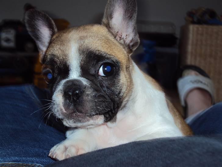 Fransk bulldog Trunte billede 2
