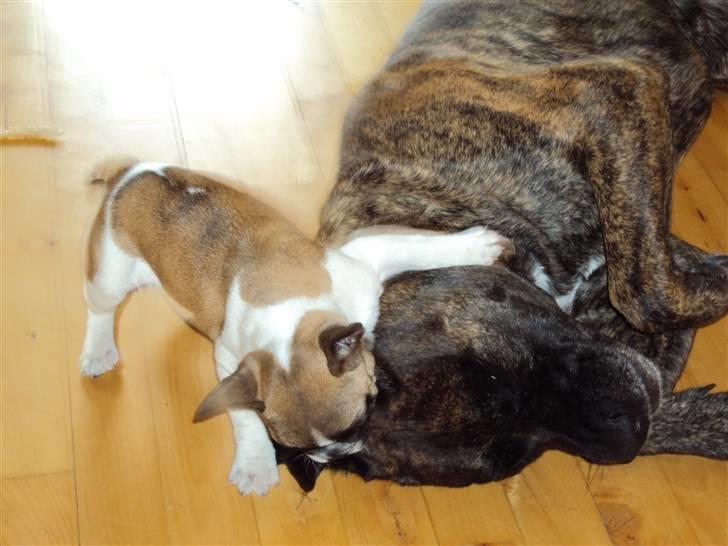 Fransk bulldog Trunte - Trunte leger med Bjørn som er en af de "farlige" hunde....  billede 3