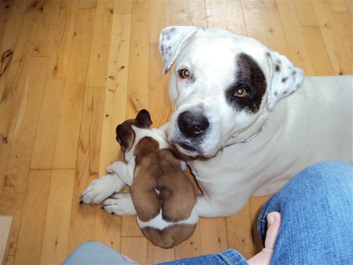 Fransk bulldog Trunte - Trunte putter hos Mokka som også er en af de "farlige" hunde... billede 4