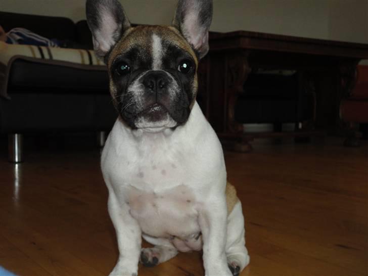 Fransk bulldog Trunte billede 5