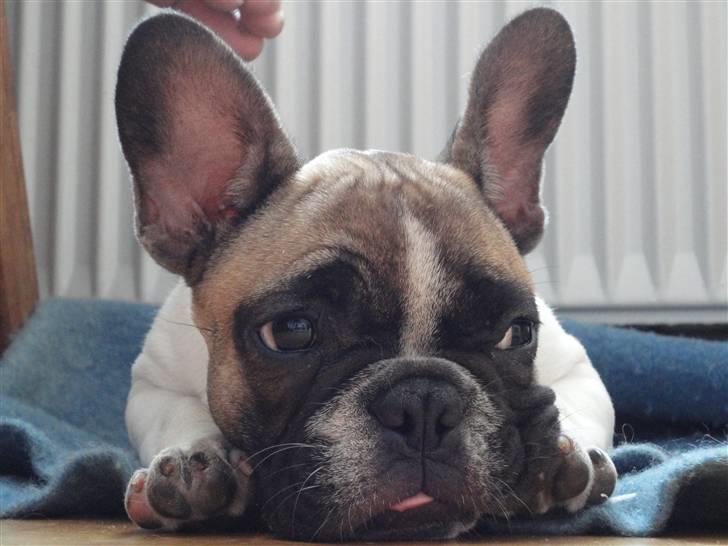 Fransk bulldog Trunte billede 6