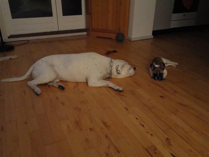 Fransk bulldog Trunte - Man bliver træt af at lege billede 7