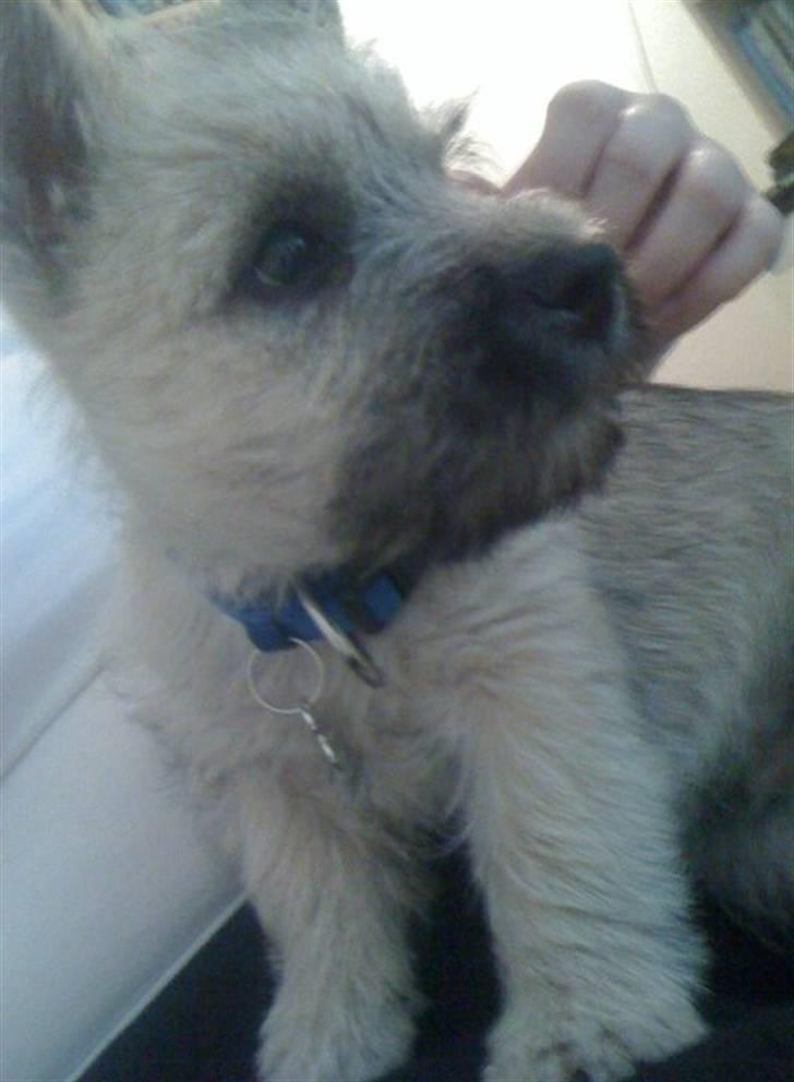 Cairn terrier Mika - Bilkørsel med Moster billede 1