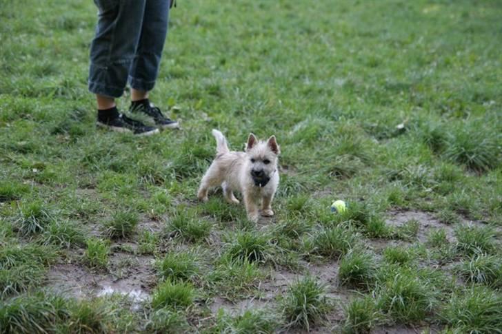 Cairn terrier Mika - Hundelegeplads i Albertslund billede 2