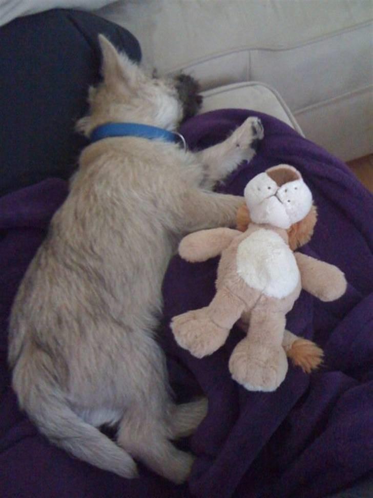 Cairn terrier Mika - Sovetid billede 3