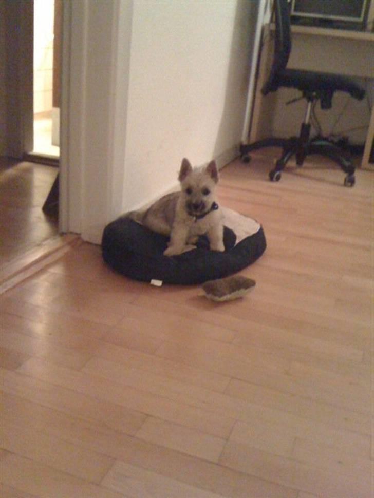 Cairn terrier Mika - Lige kommet hjem fra Kennel og har fundet hundepuden allerede :-) billede 4